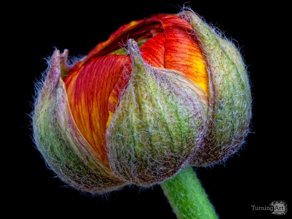 Poppy