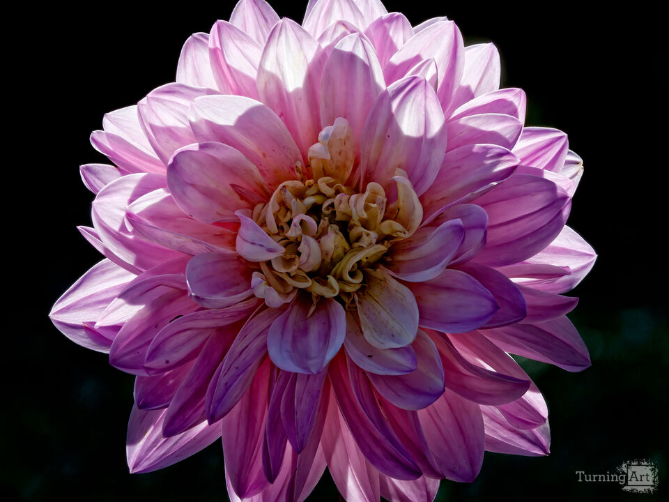 Back Lit Flower