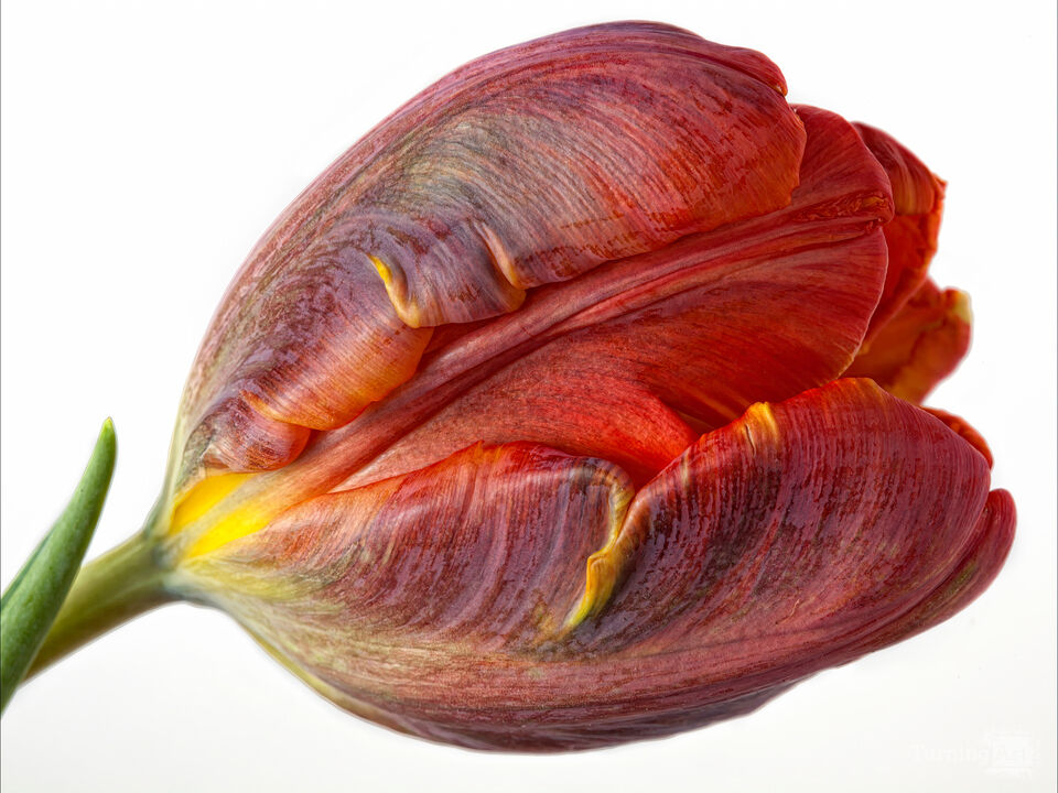 Tulip