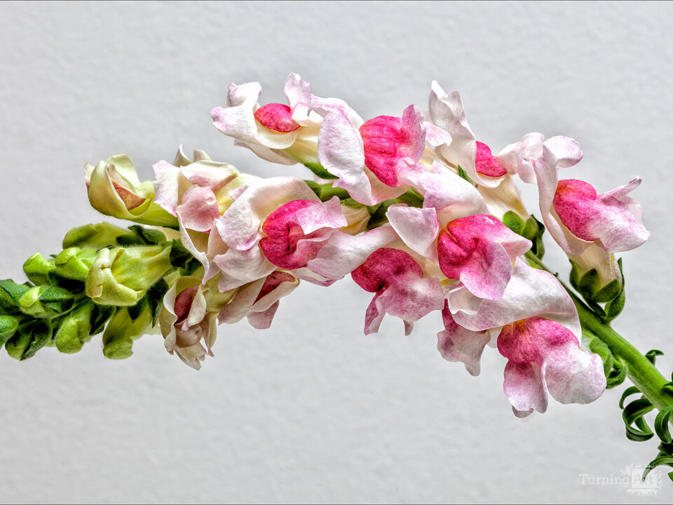 Snapdragon