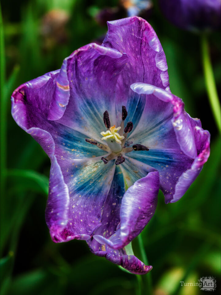 Tulip