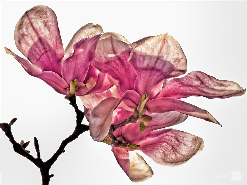 Magnolia