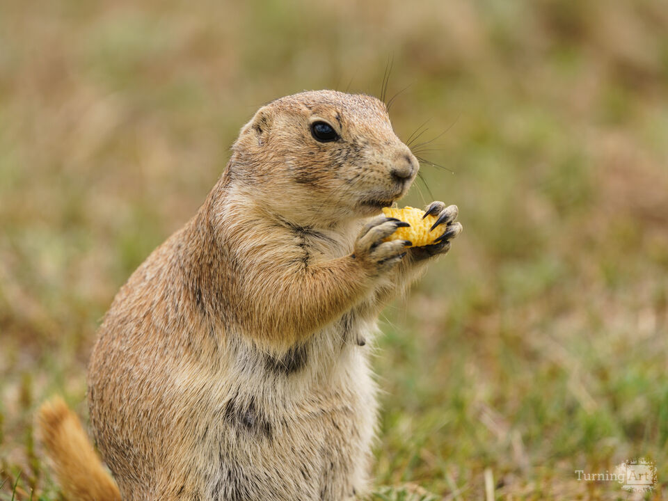 Prairie Dog Snack Break