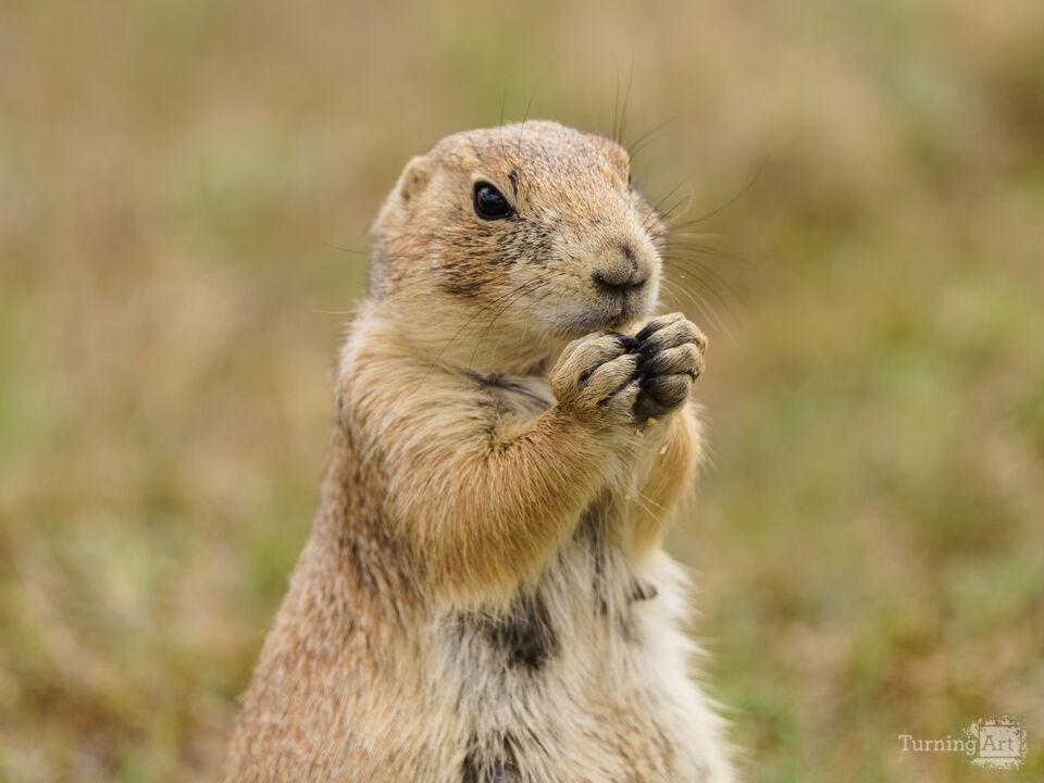 Prairie Dog Folded Paws