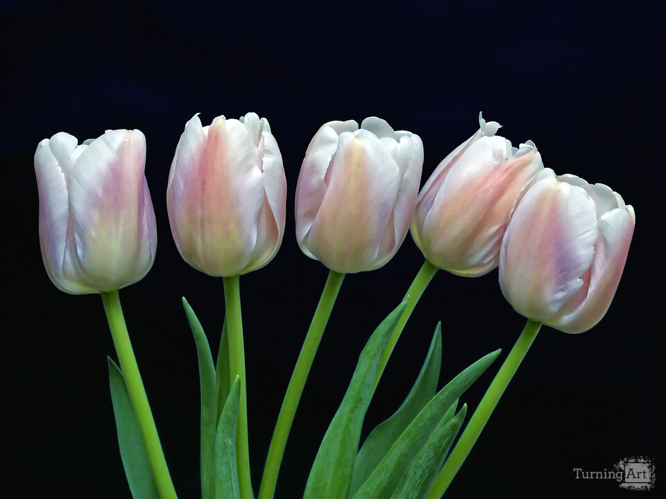 Four Tulips