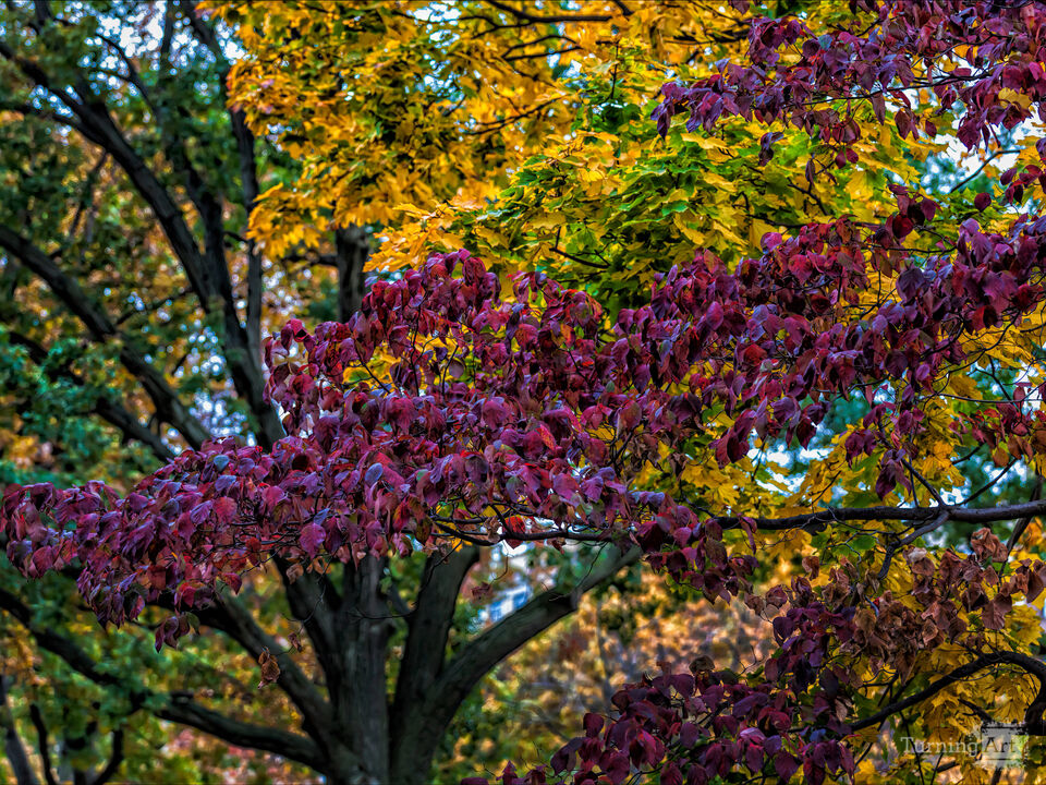 Fall Trees