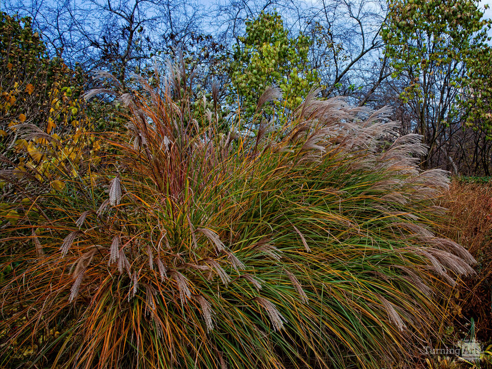 Fall Foliage