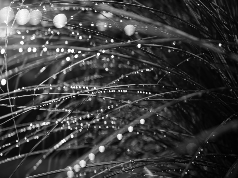 Morning After (The Rain)