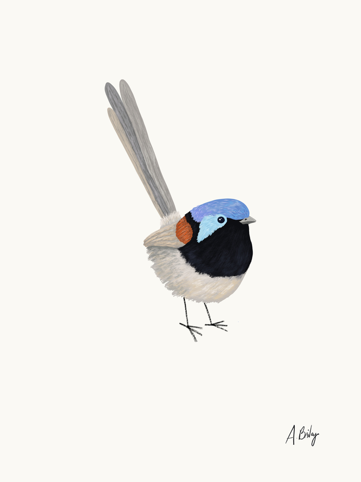 Fairy Wren