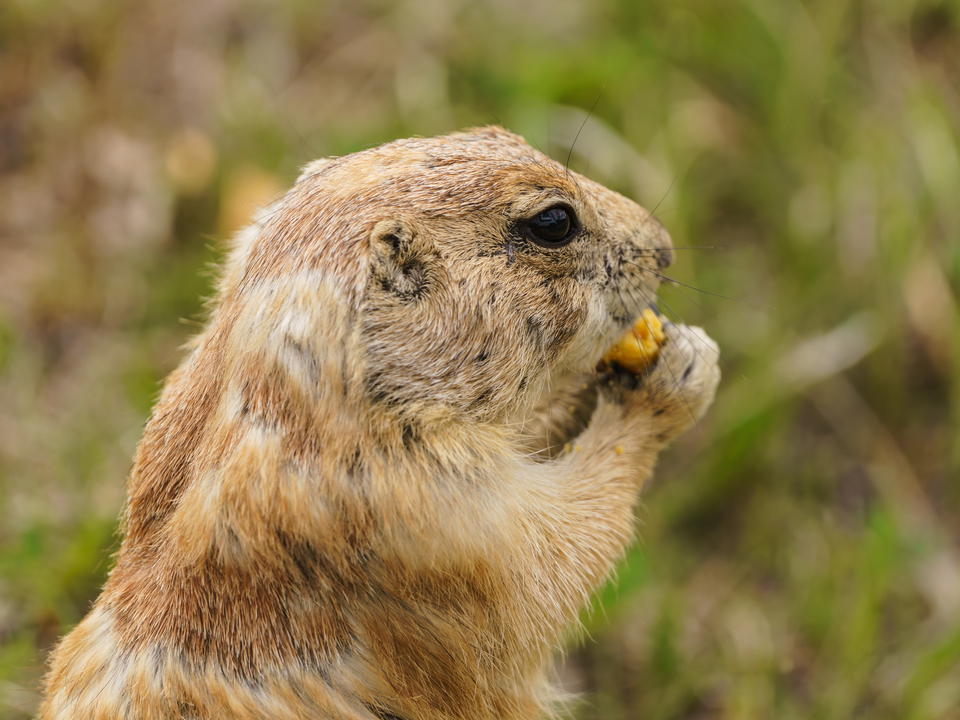 Prairie Dog Chow Time