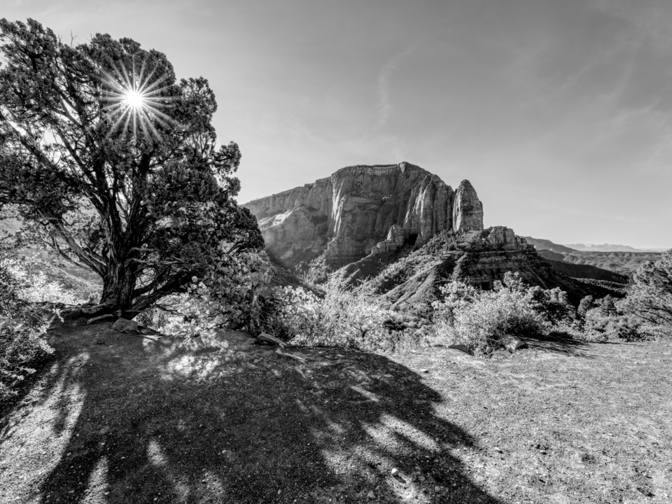 Rays Of Morning Zion National Park Grayscale