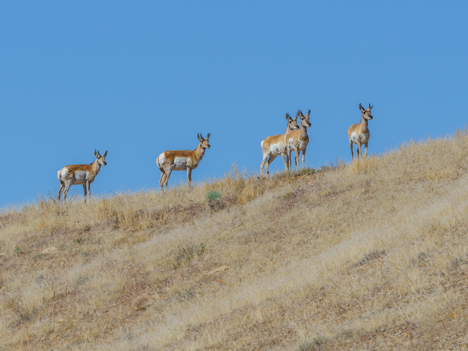 Pronghorn Family On A Hill Utah