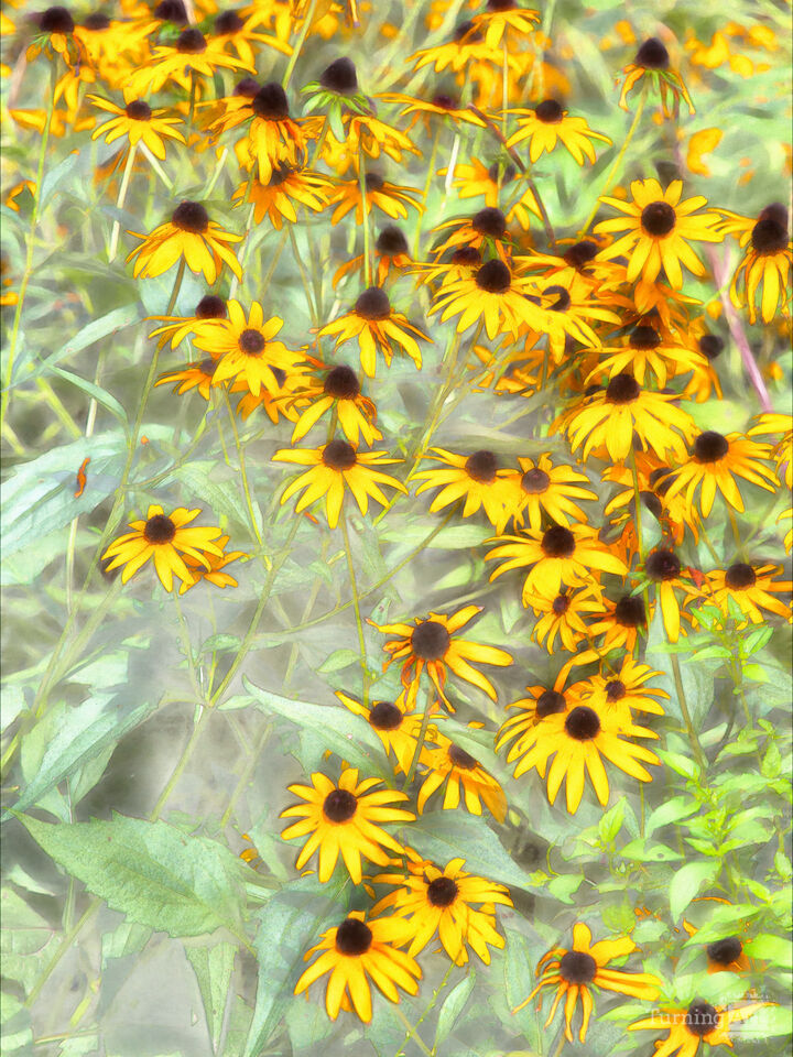 A Quiet Garden