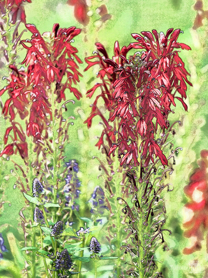 A Quiet Garden 2