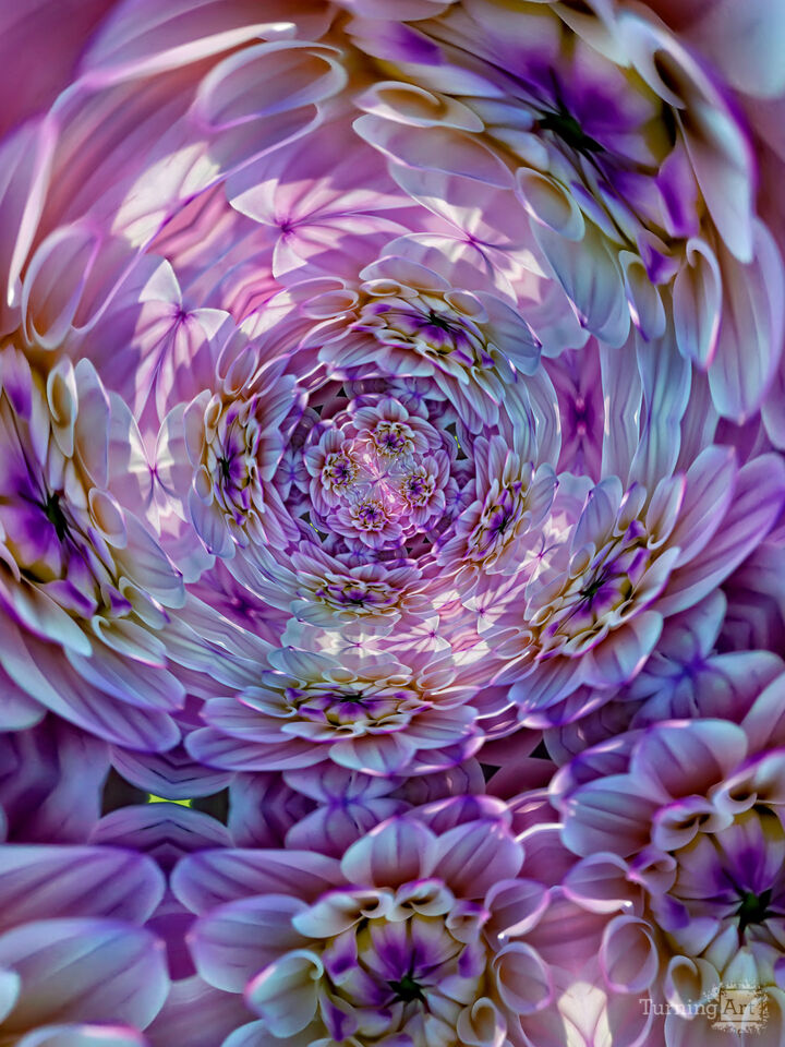 Floral Mandala