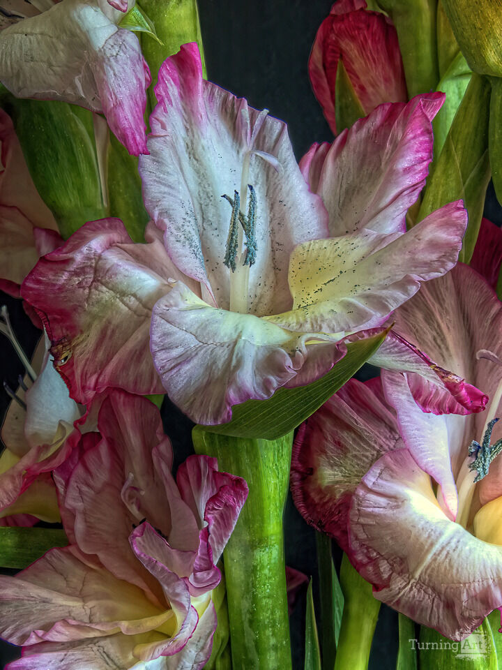 HDR Flowers