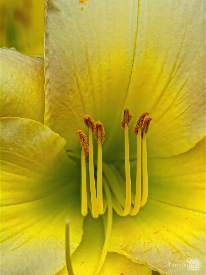Yellow Flower