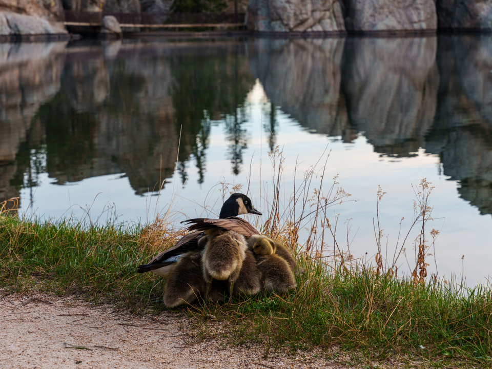 Goslings Taking Shelter Under Moms Wing