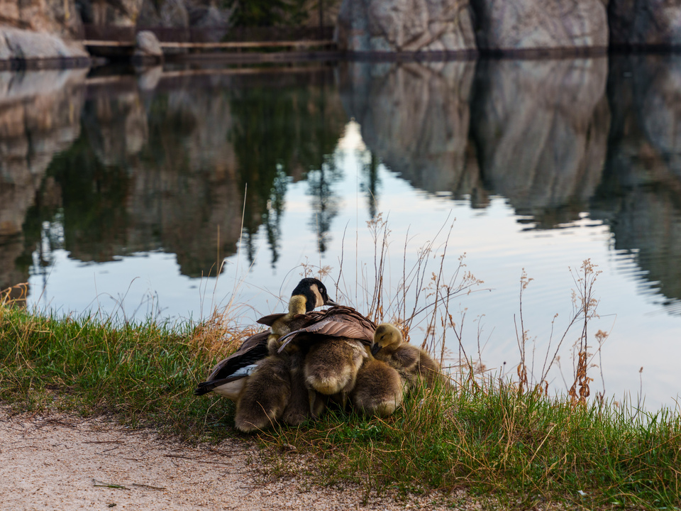 Goslings Snuggling With Mom