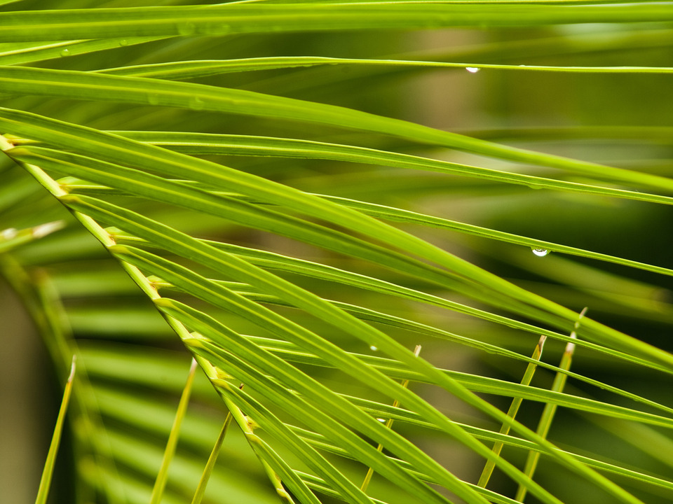 Rain droplet on a Palm Leaf