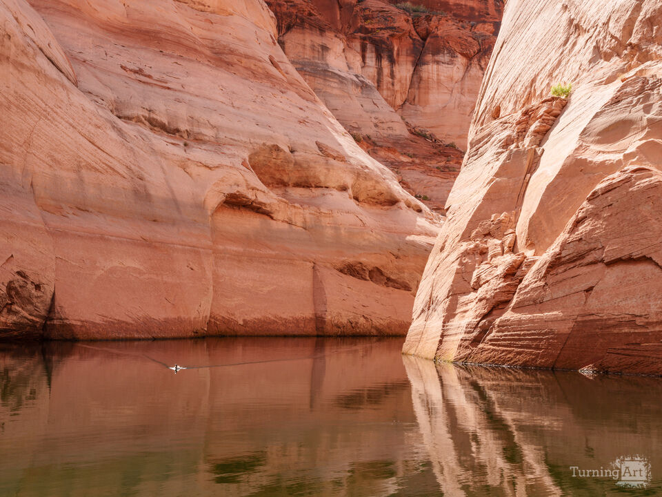 Mallard In Antelope Canyon