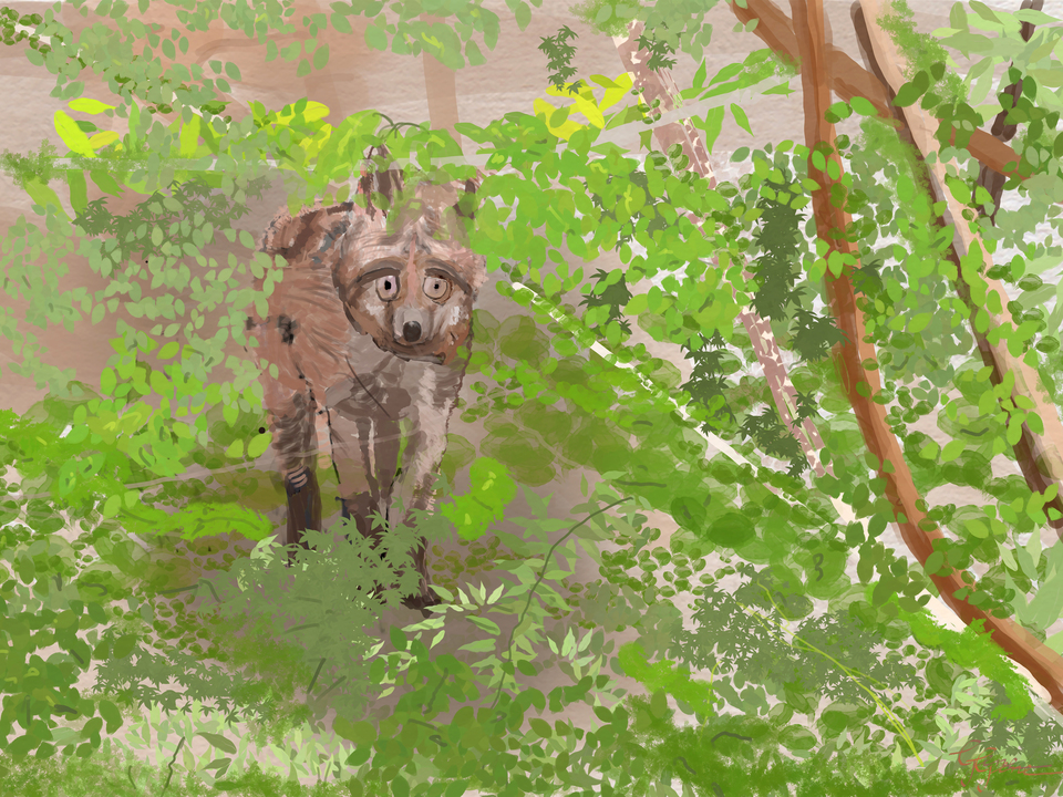 Red Fox Emeeging