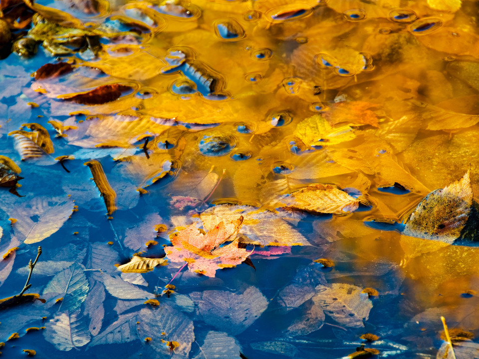 Orange Leaf among the Yellow