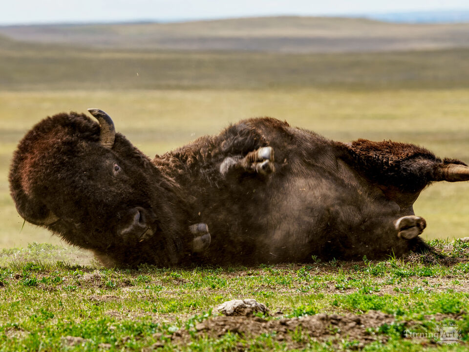 Bison Rock And Rolling
