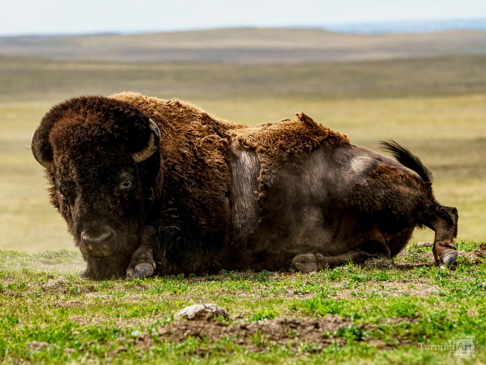 Bison Time To Get Up