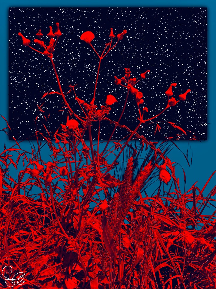 Wild Cosmos