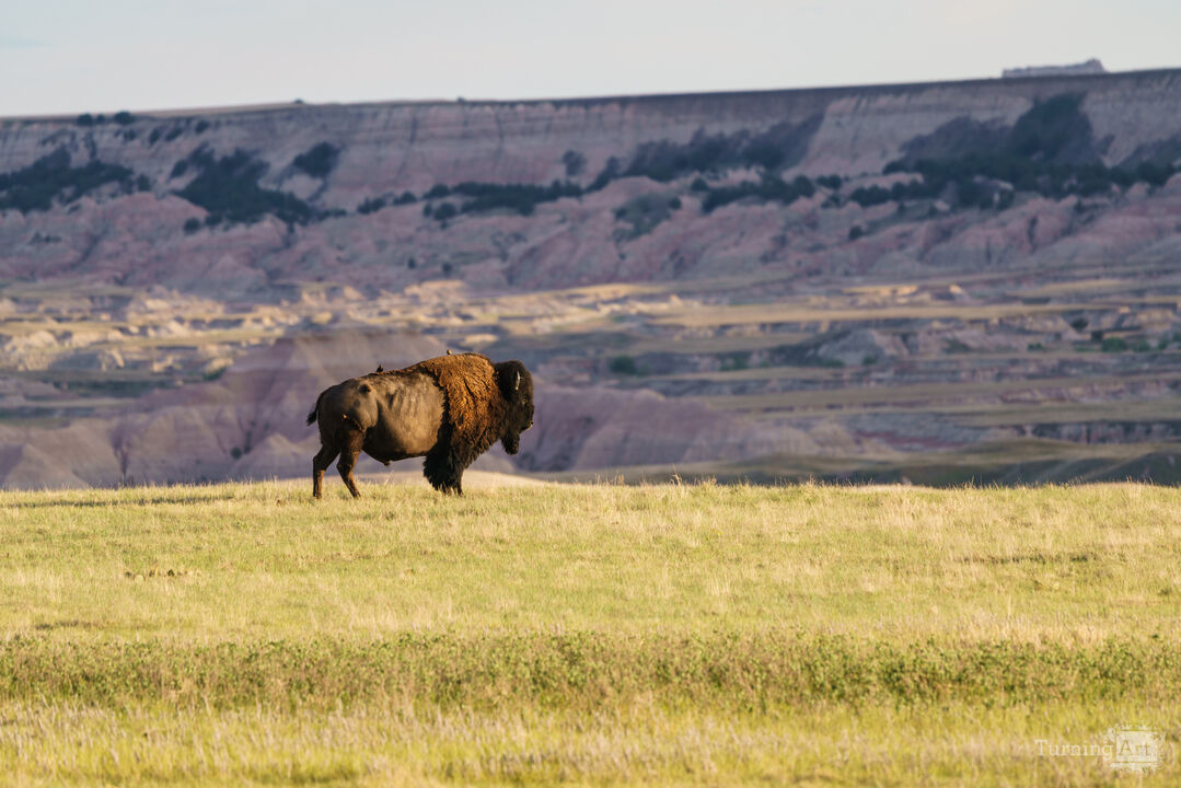 Bison In Badlands Evening Sunlight