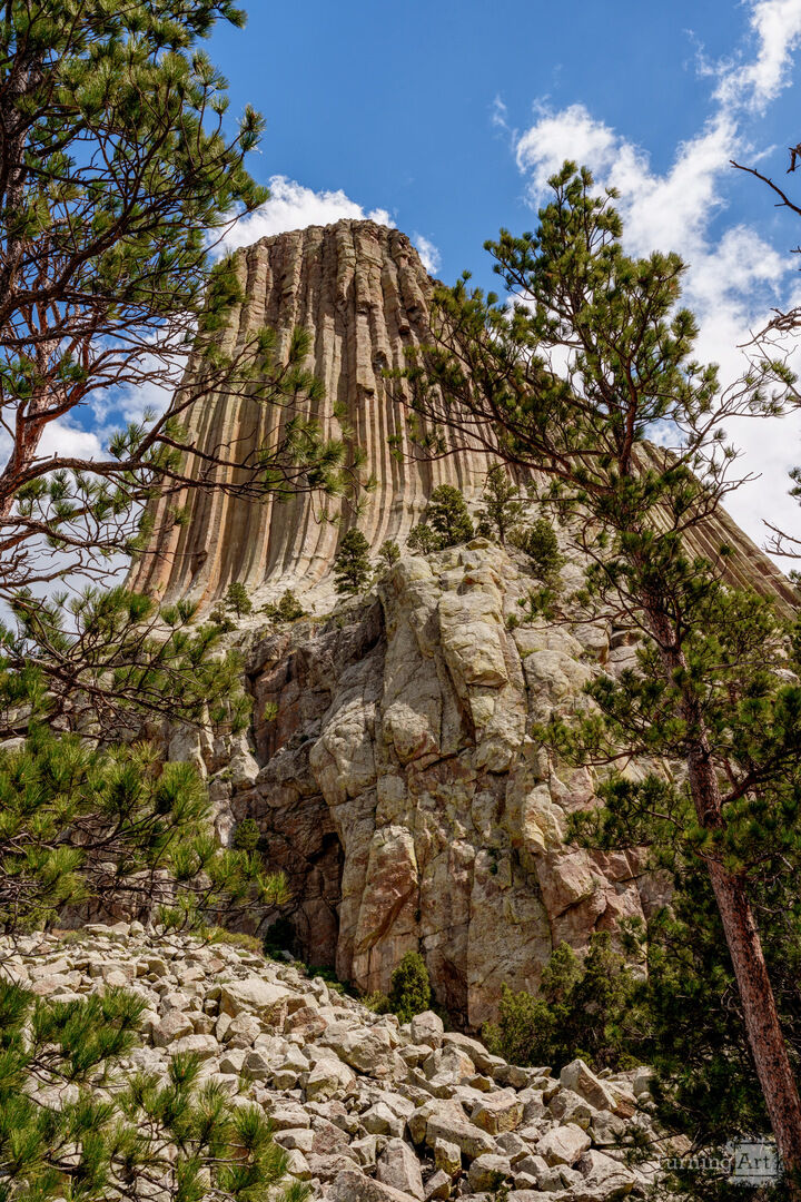 Spruce Tree Framed Devils Tower Vertical
