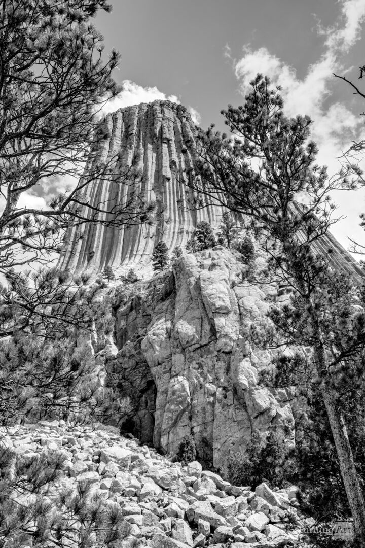 Spruce Tree Framed Devils Tower Vertical Grayscale