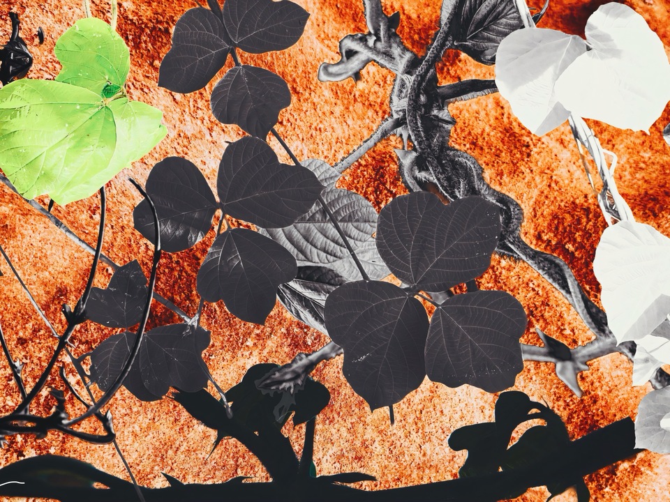 Kudzu On Mars