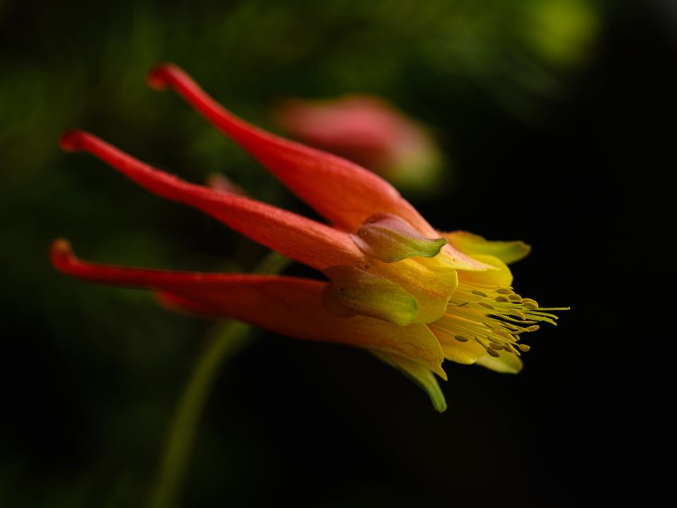 Glowing Red Columbine