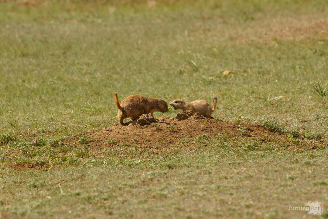Prairie Dog Pup Wanting Moms Attention