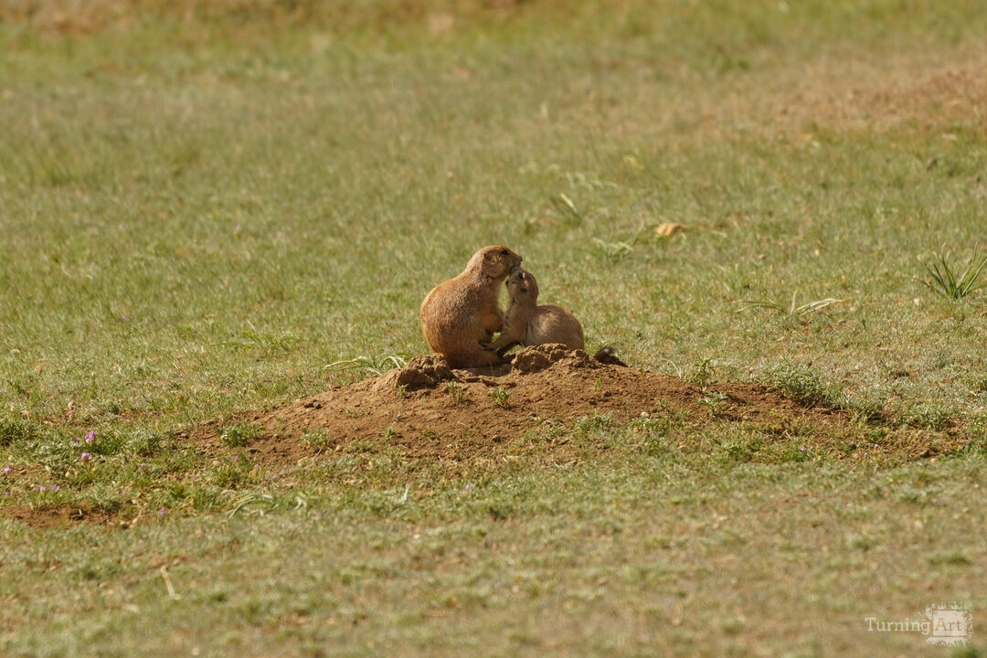 Prairie Dog Kiss For Mom