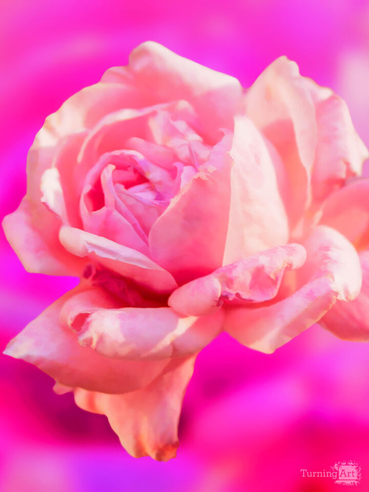Dreaming Rose