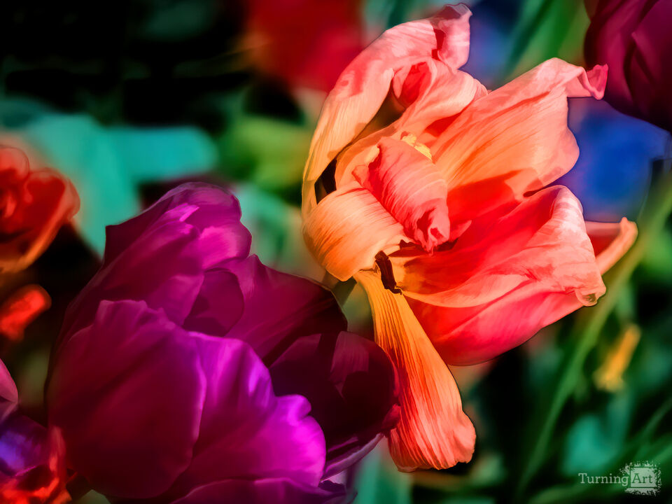 Tulips