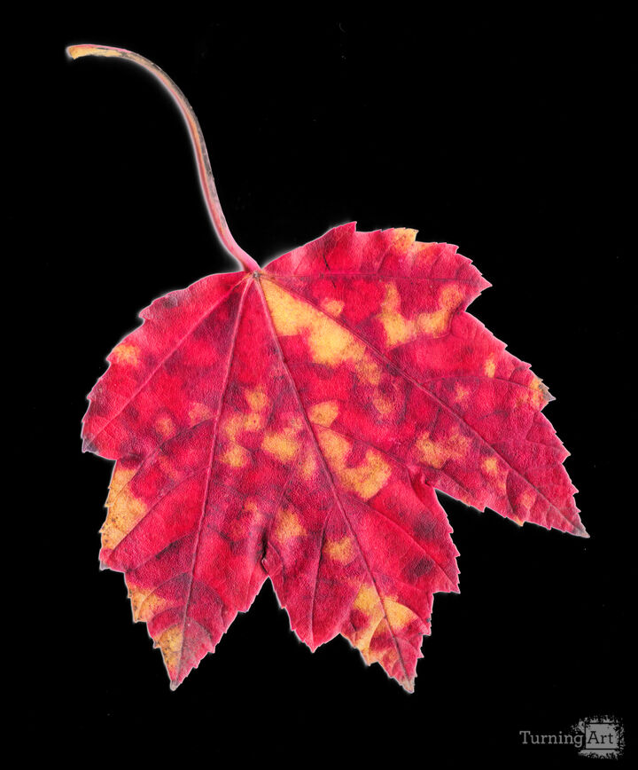 Fall Leaf
