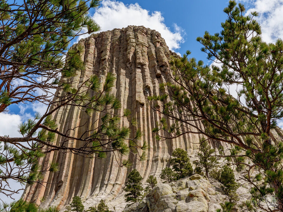 Devils Tower Framed By Spruce Branches