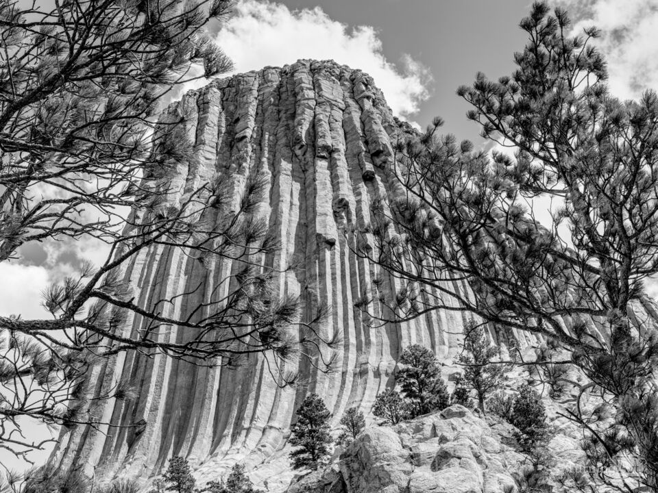 Devils Tower Framed By Spruce Branches Grayscale