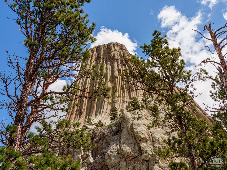 Spruce Tree Framed Devils Tower