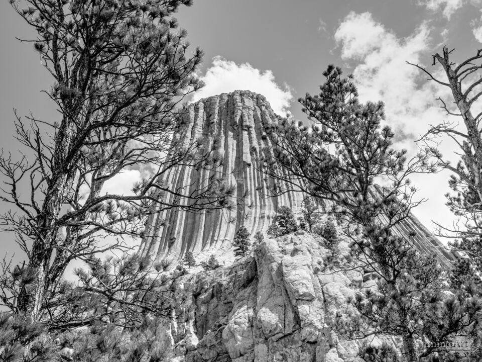 Spruce Tree Framed Devils Tower Grayscale