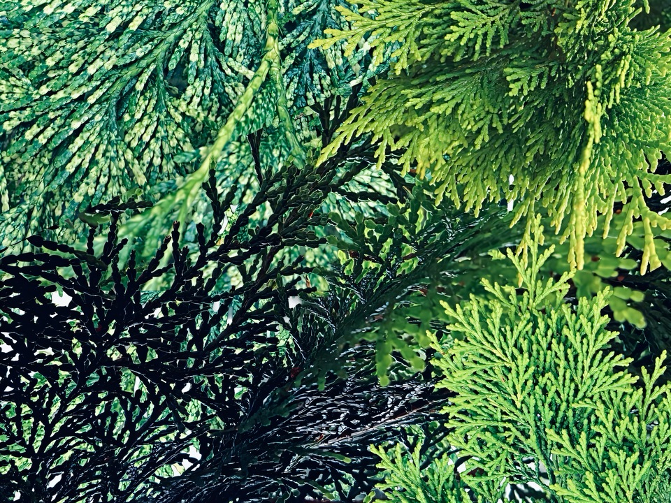 Fanning Cedar