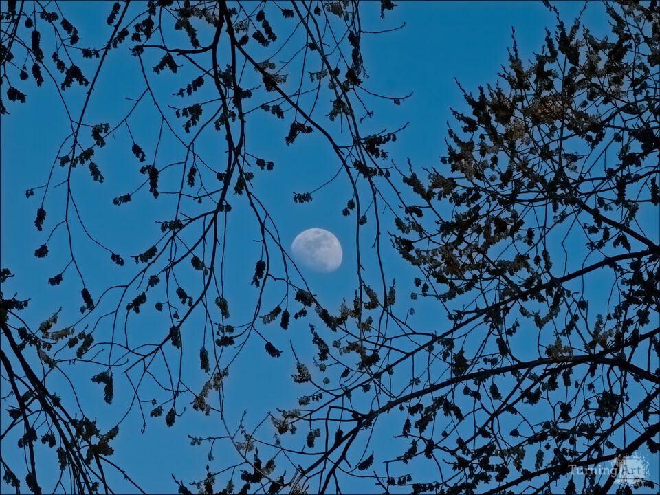 Moon and Branches