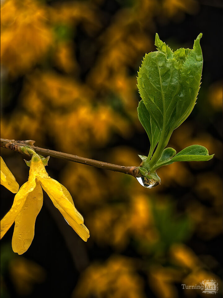 Raindrop