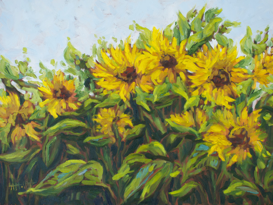 Sunflower Field