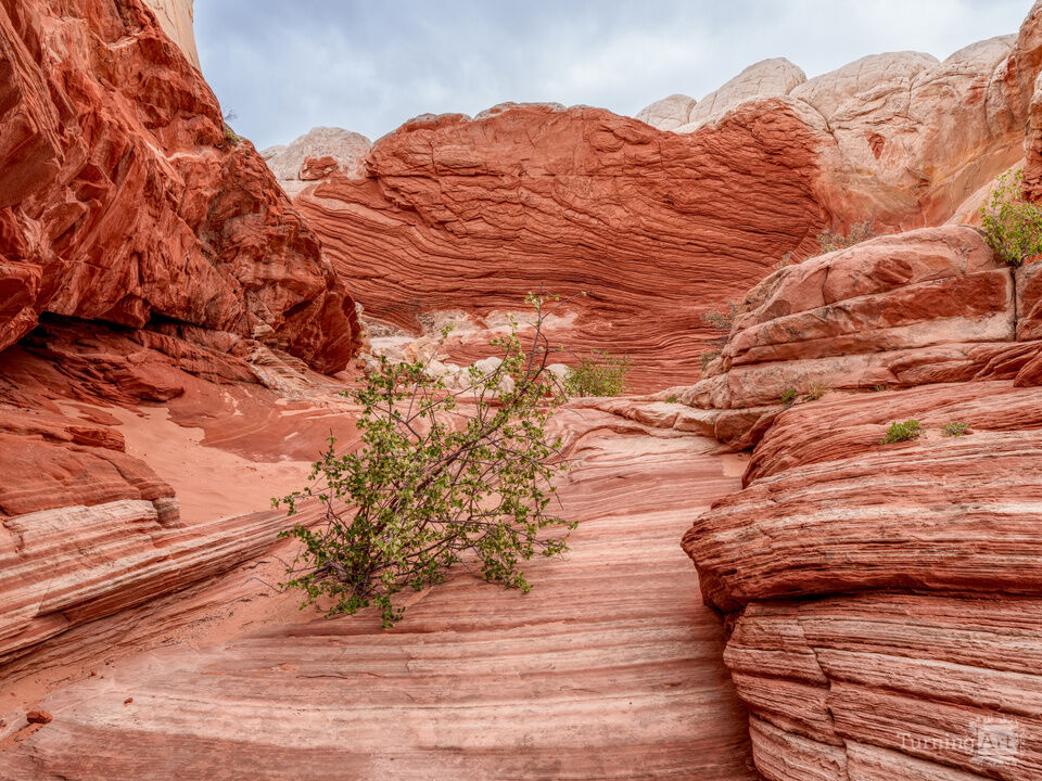 Life Finds A Way At White Pocket