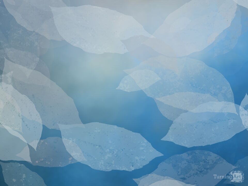 Fallen White Leaves in a River